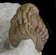 Bargain, Enrolled Lochovella (Reedops) Trilobite - Oklahoma #68619-4